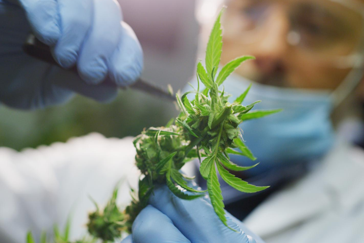 Wild CBD: tienda especializada en productos elaborados a base de CBD como las flores CBD