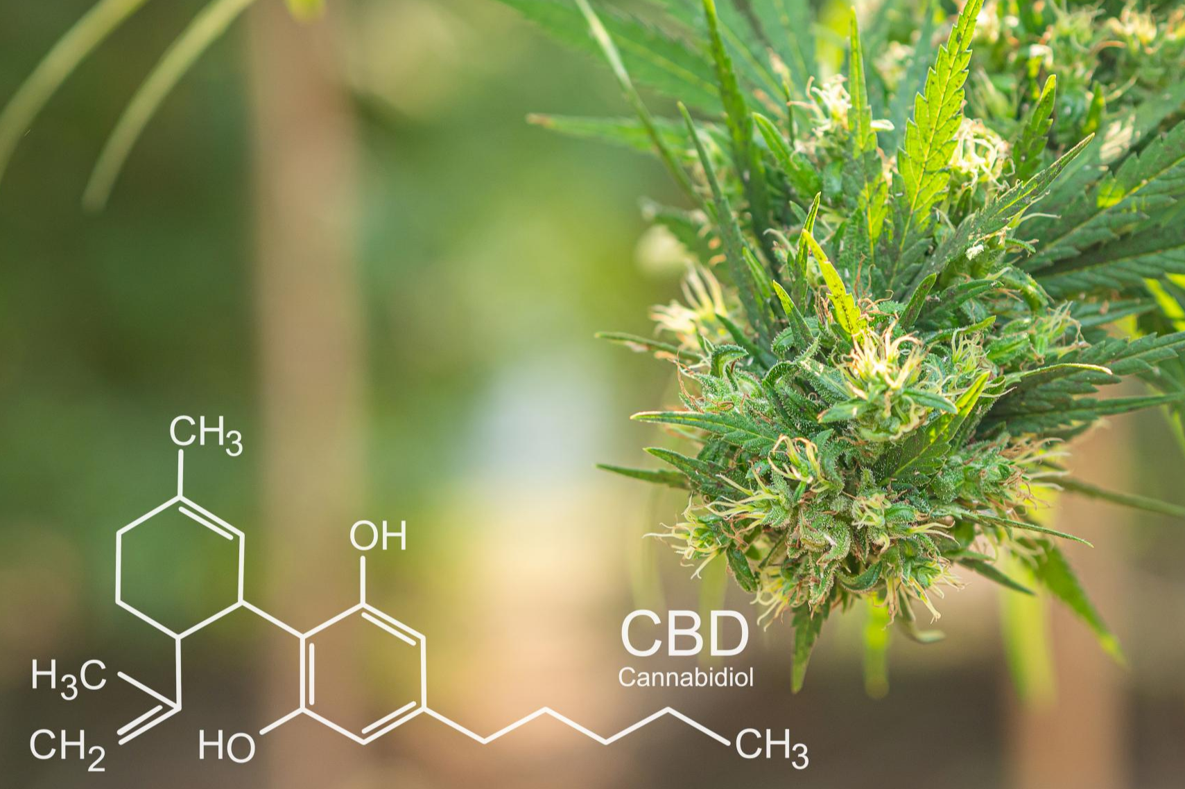 Legalhemp Biocosmetic destaca los beneficios terapéuticos del CBD