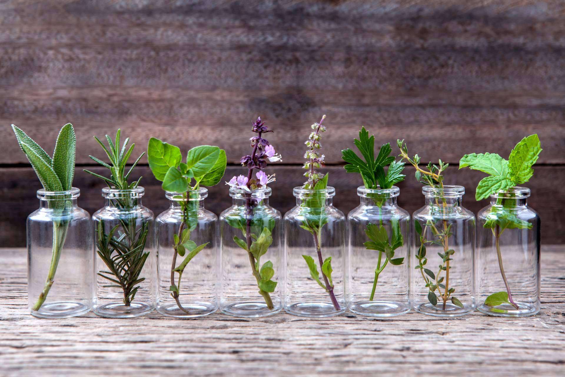 Spirit Natura: los beneficios de las plantas aromáticas de calidad
