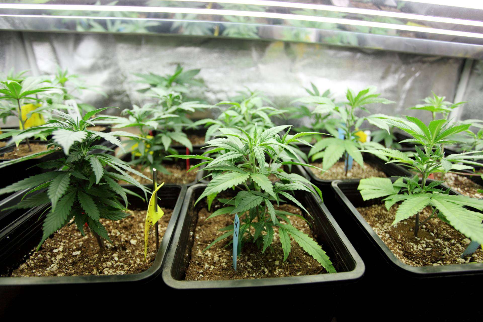 ¿Qué precio tiene el CBD?