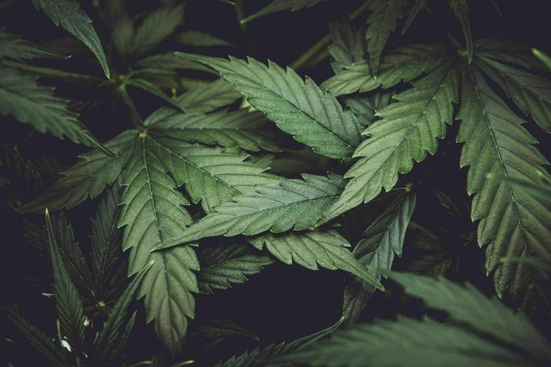 Sportnaturae: el CBD, el componente estrella en los productos de calidad de la empresa