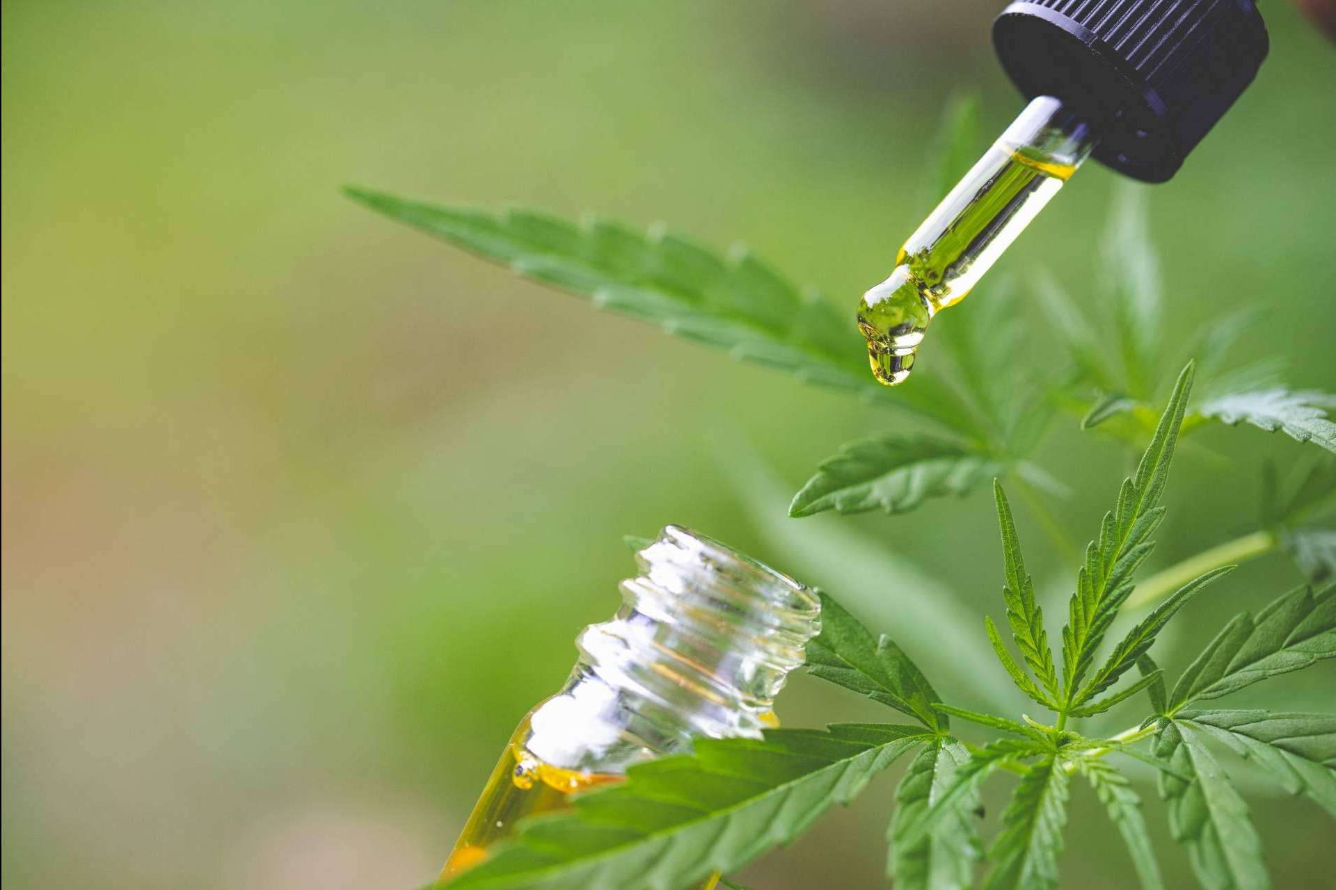 Spirit Natura: las flores CBD ofrecen una gran cantidad de beneficios para la salud