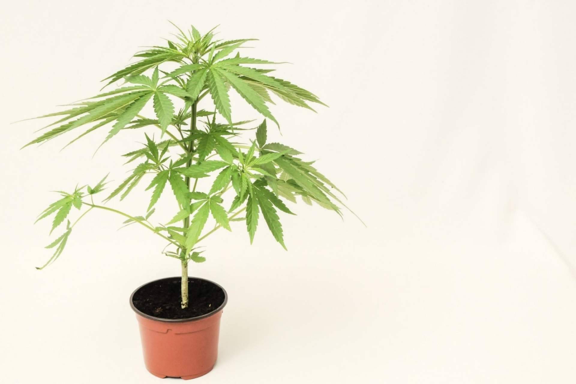 ¿Qué son las flores de cannabidiol?: De Pata Verde
