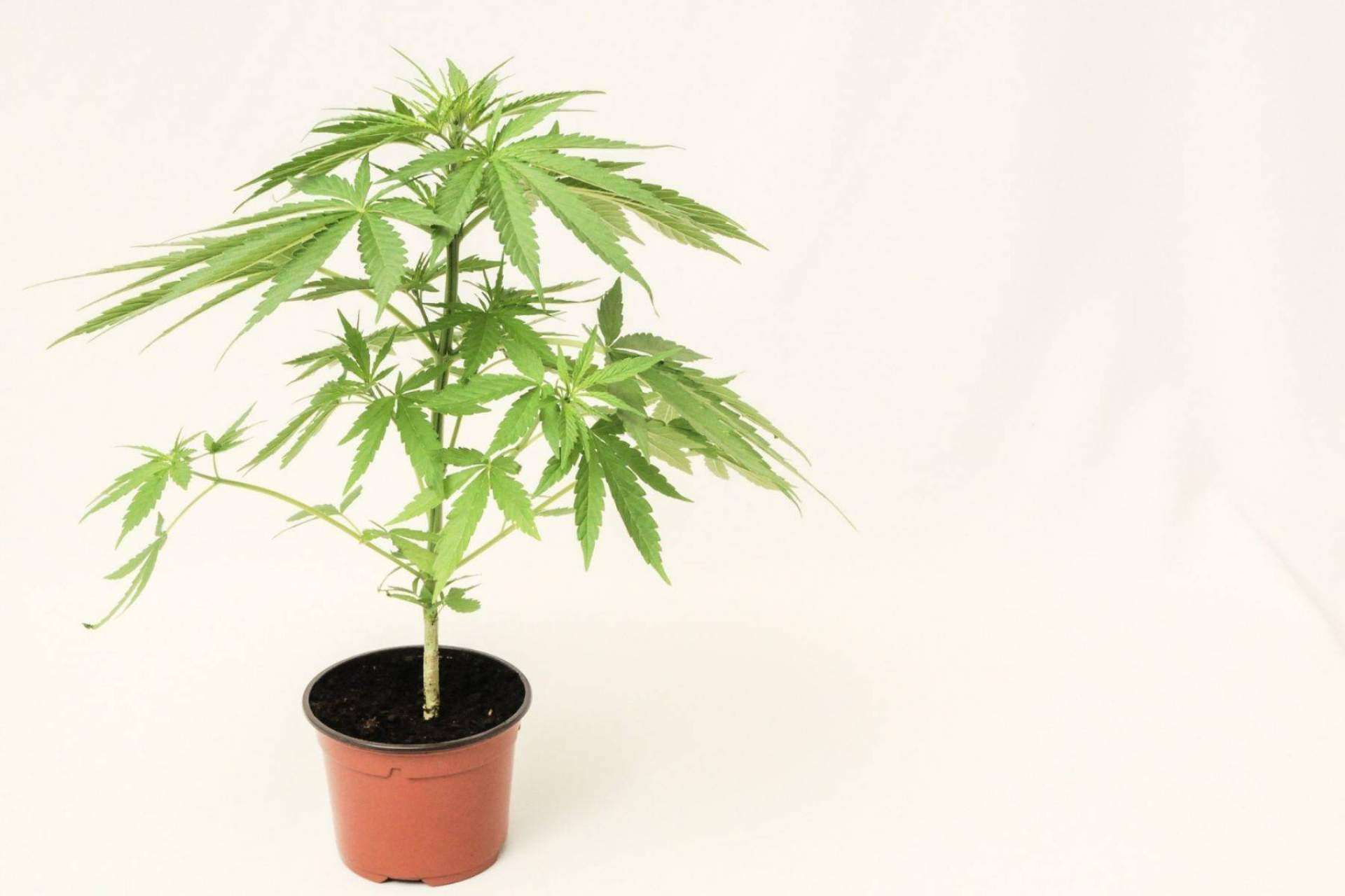 ¿Se puede comprar marihuana legal en España?, según De Pata Verde