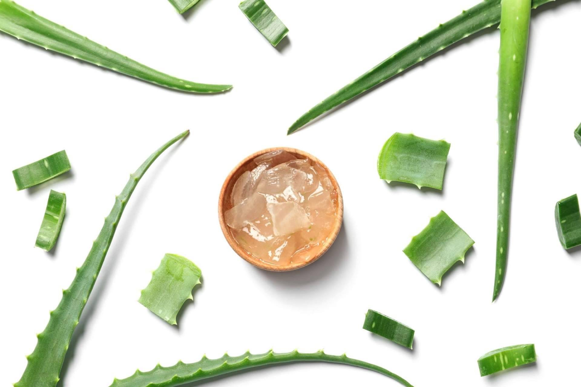 TerritorioAloe permite a los clientes disfrutar de las propiedades del aloe vera
