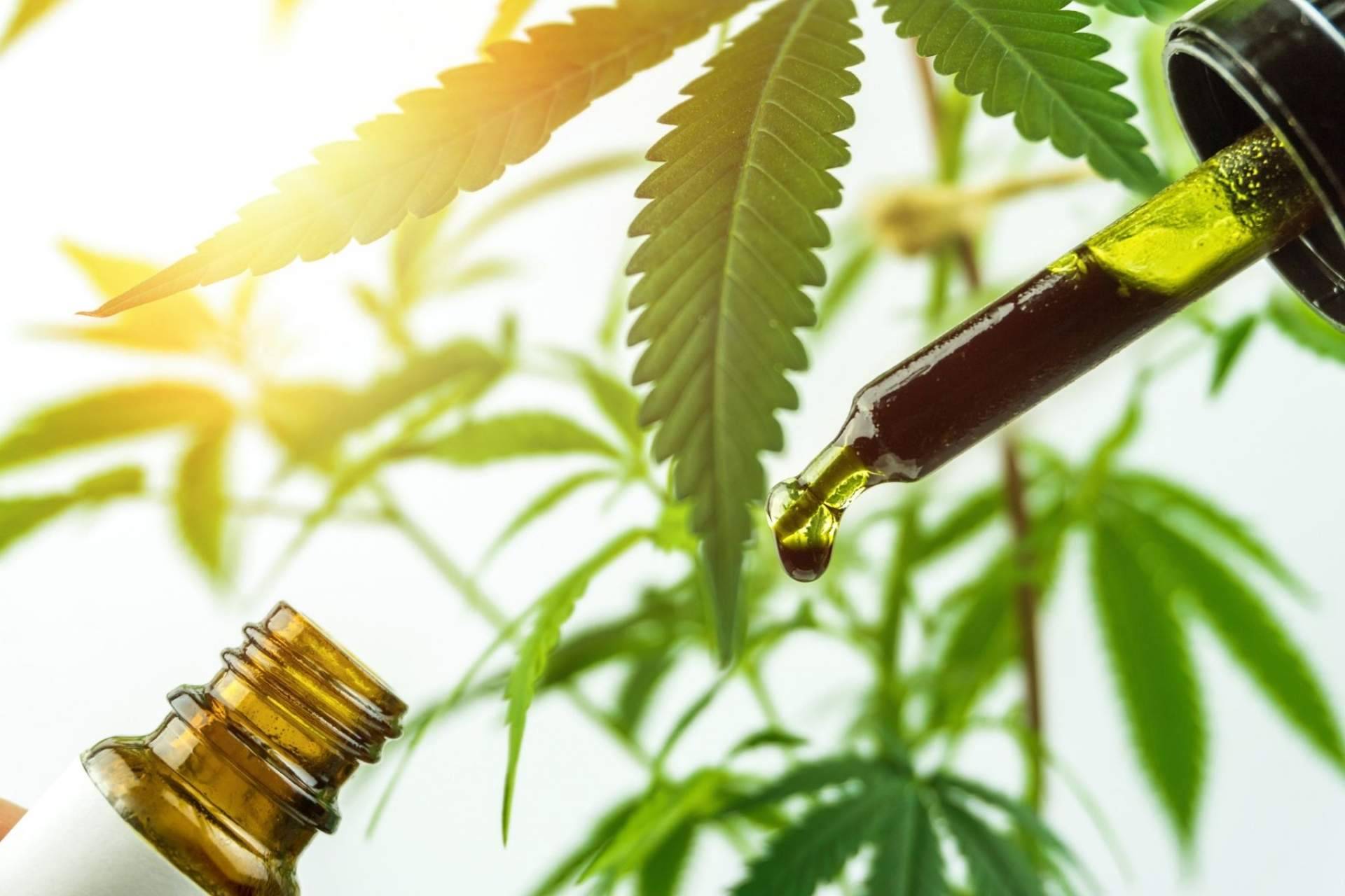 ¿Cuáles son los beneficios y aplicaciones de Amnesia Hy-Pro? Premium Legal Hemp