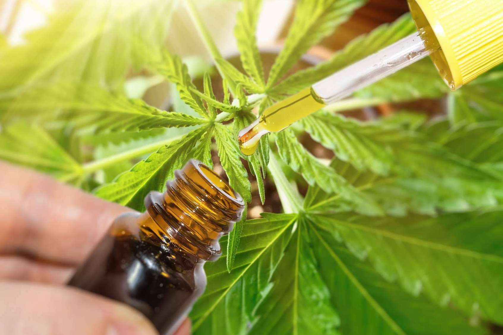 La problemática y las ventajas del CBD, por Legal Hemp