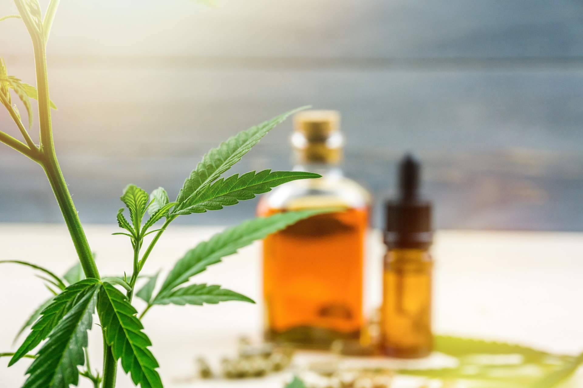 La Mal Querida Sativa: ¿Qué hace al aceite de CBD Full Spectrum más completo en comparación al aceite de CBD tradicional?