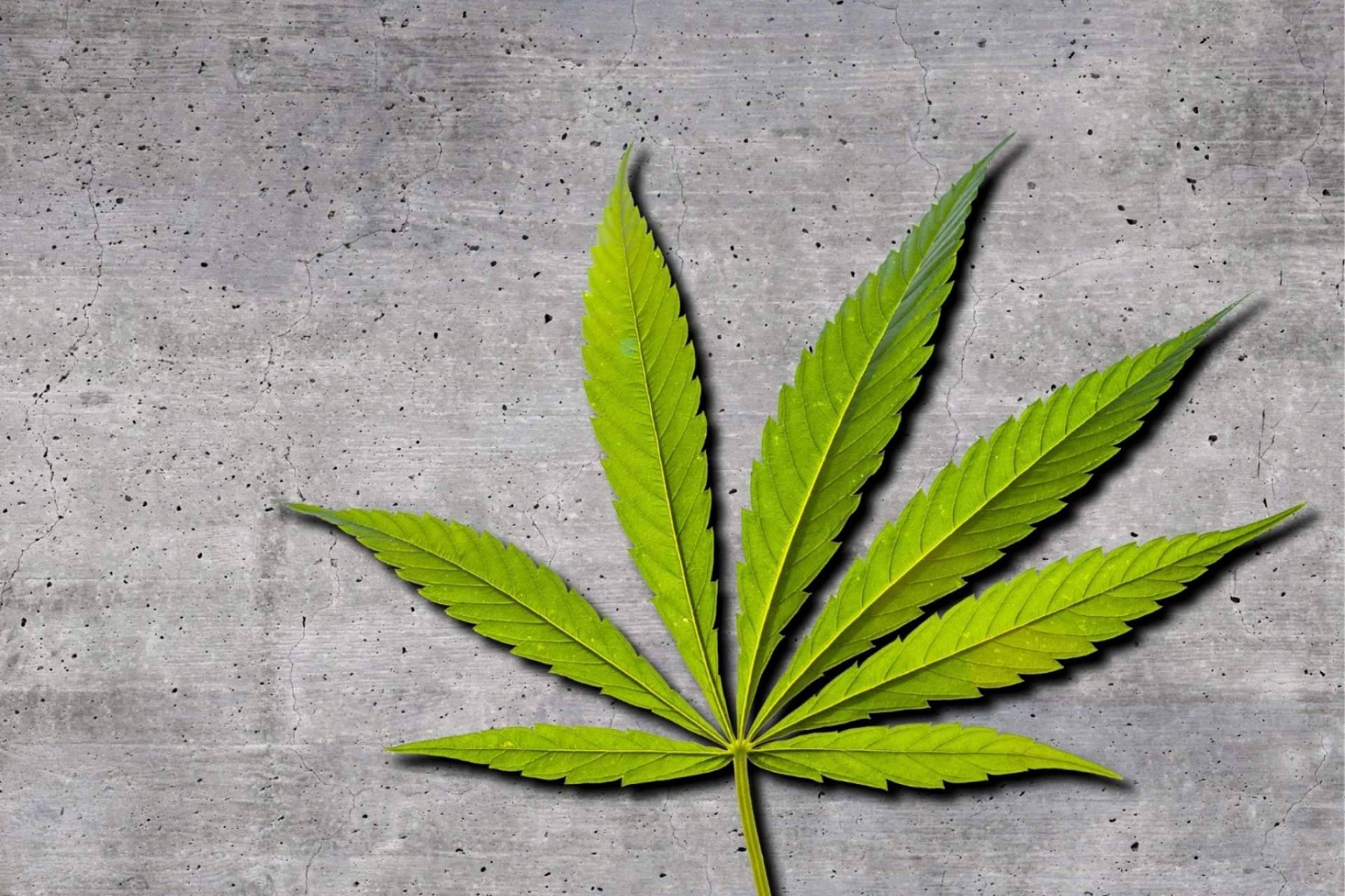 Comprar CBG es posible en De Pata Verde