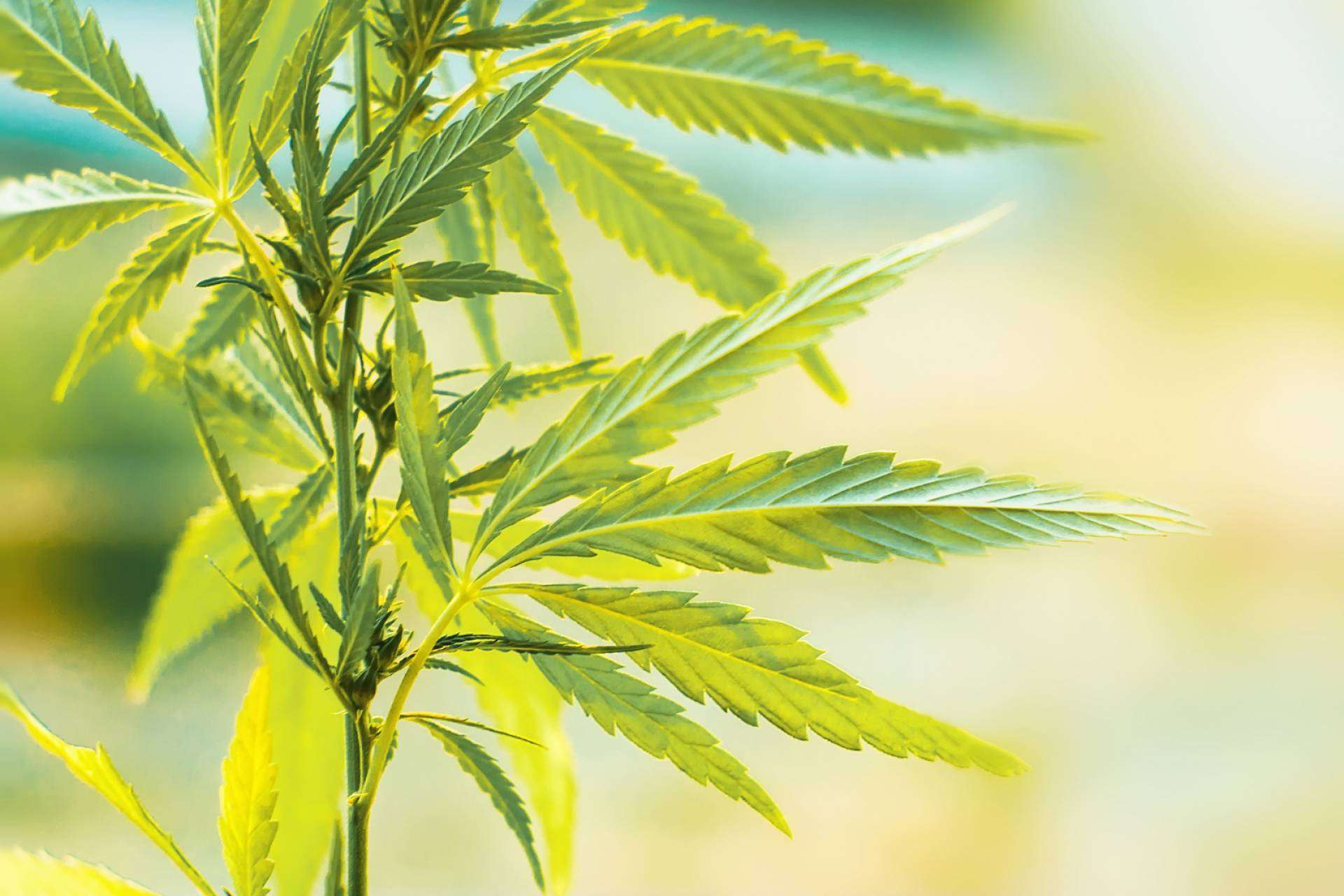 Opciones para comprar flores de CBD en España