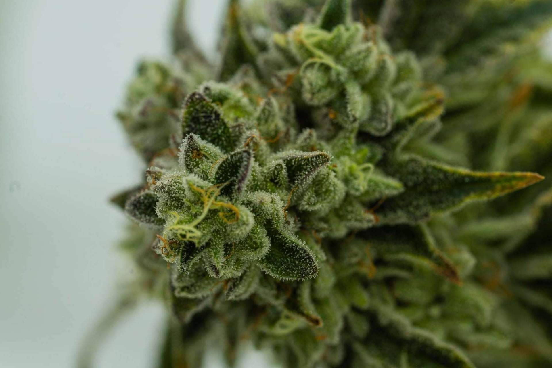 Cannabis. ¿Paraíso o infierno?