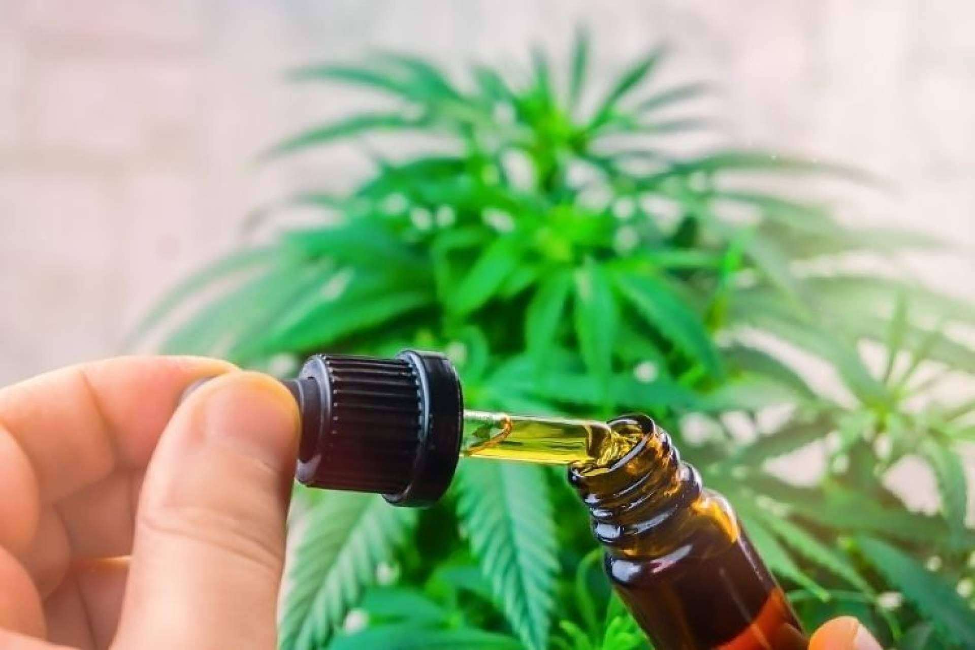 ¿En España comprar flores y extractos CBD es legal? CBD Organics