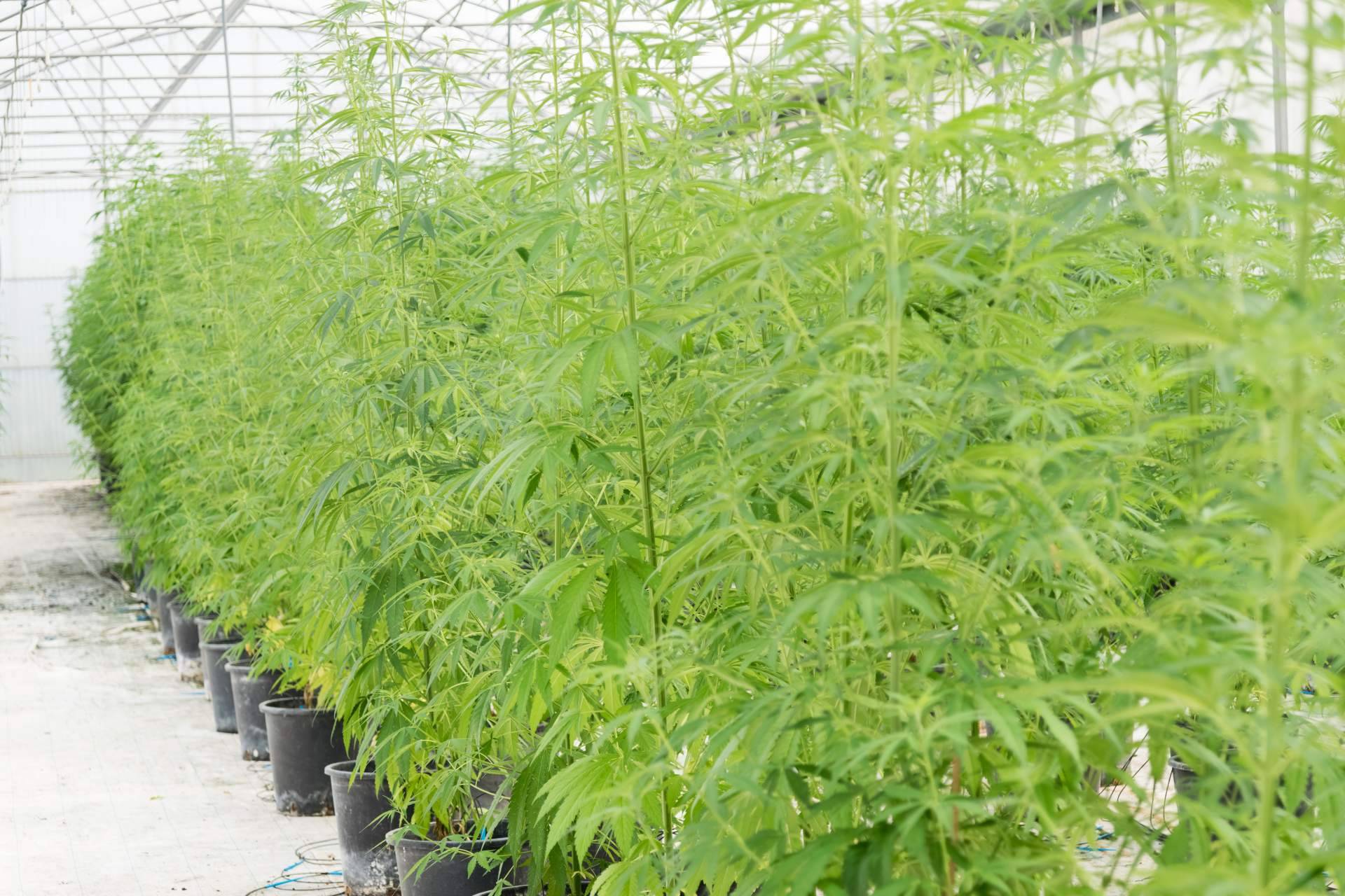 La empresa topgrow.es ofrece iluminación led para cultivos