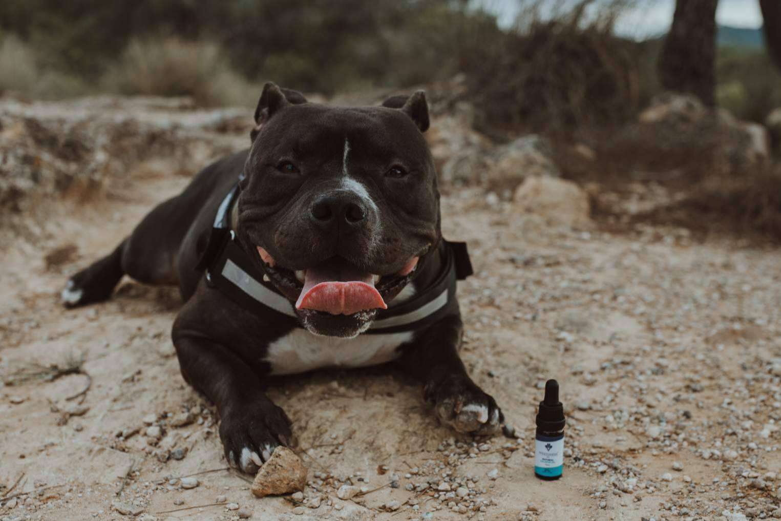 Aceite de CBD para mascotas en Weedness CBD