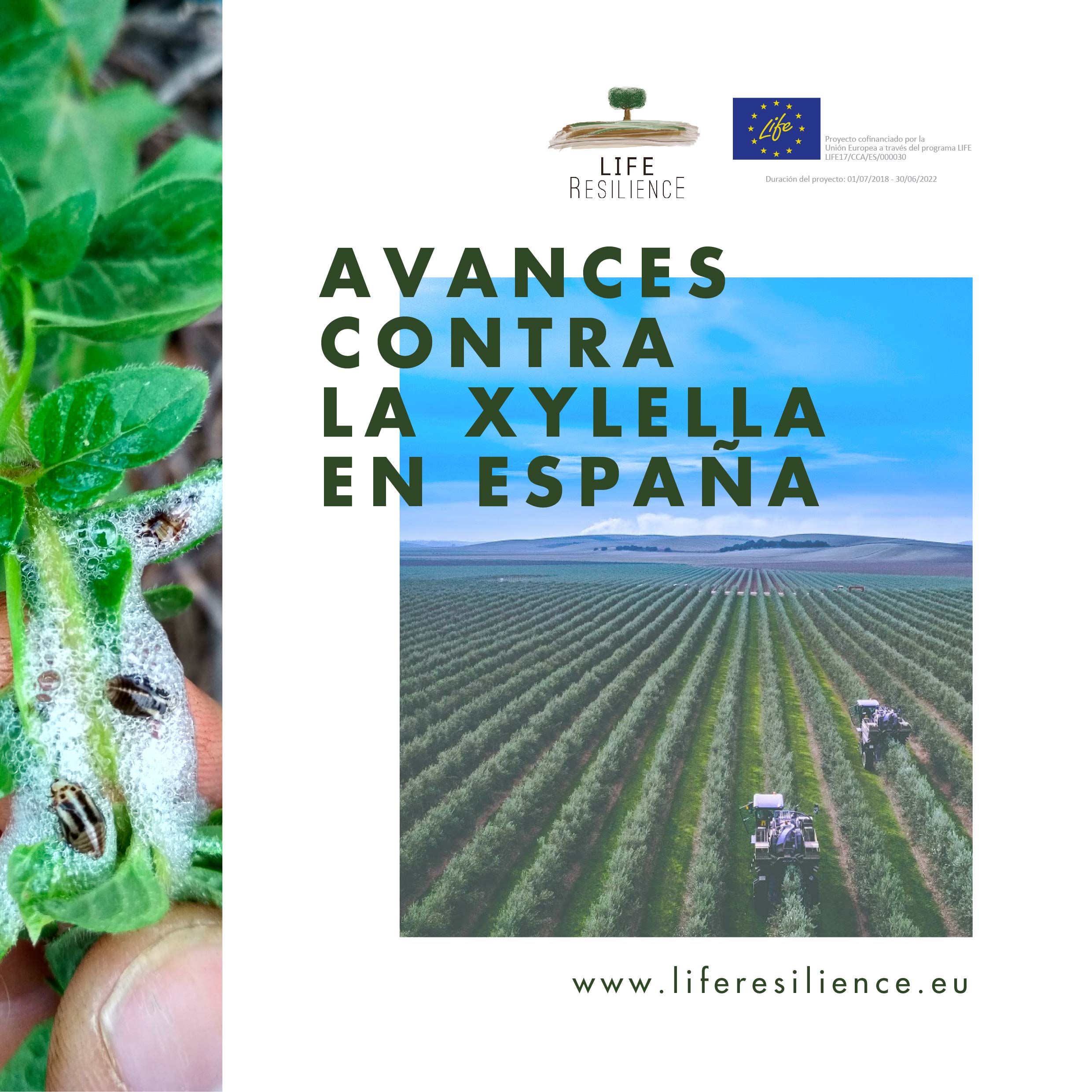 LIFE Resilience afronta su última etapa con grandes avances contra la Xylella en España