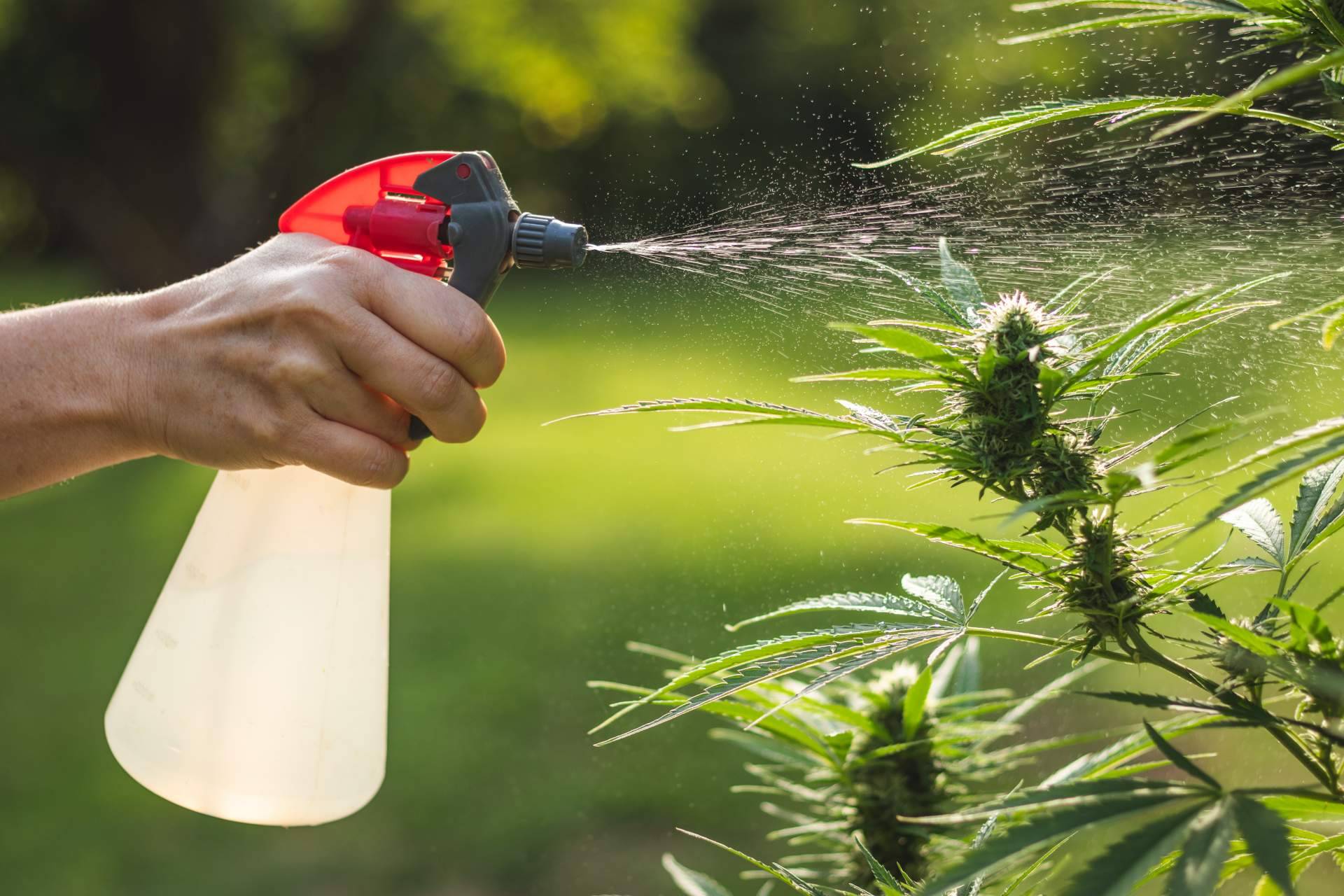 Abonos orgánicos para el cultivo de cannabis de Fertihouse