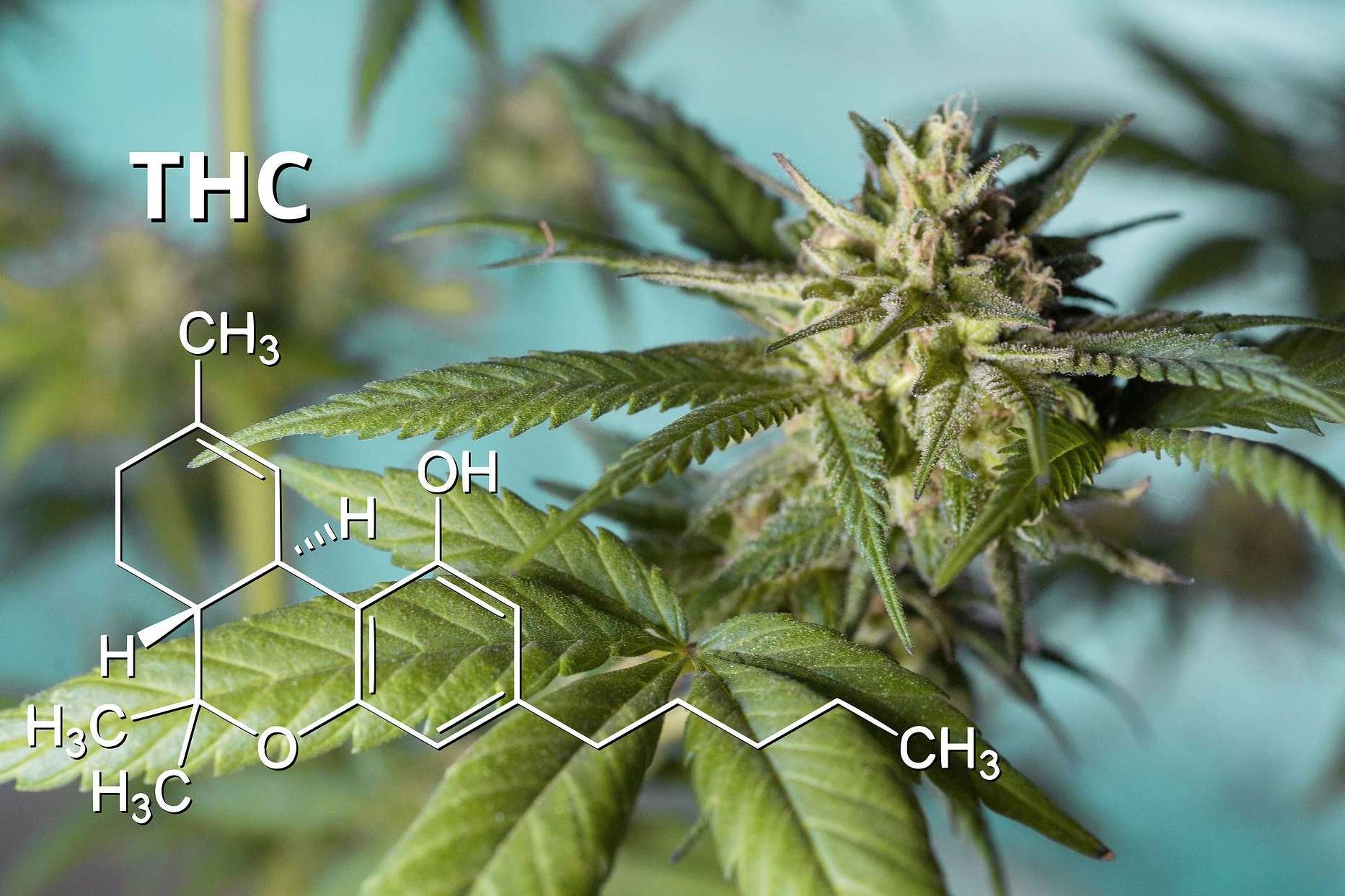 ¿Qué beneficios aporta el cannabis en la salud? Con Canna Rural