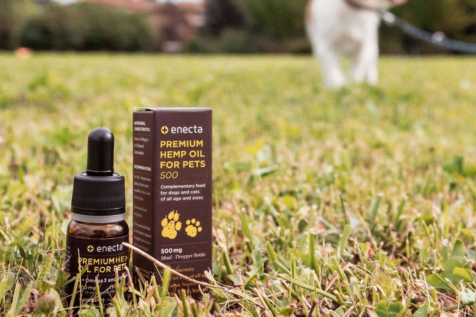Cuáles son los beneficios CBD en mascotas, según Enecta