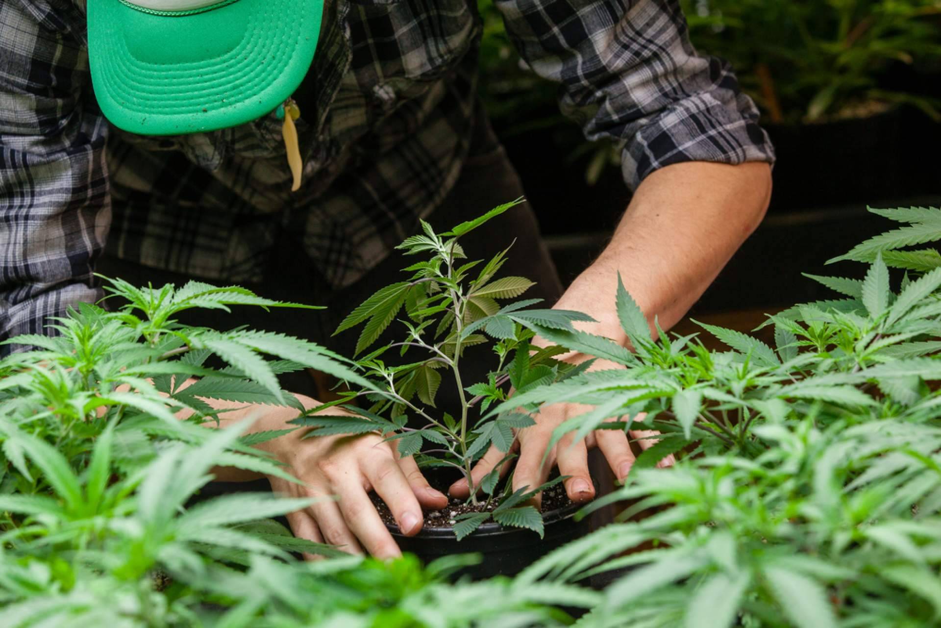 Growmania, un grow económico pero con una oferta de primera calidad