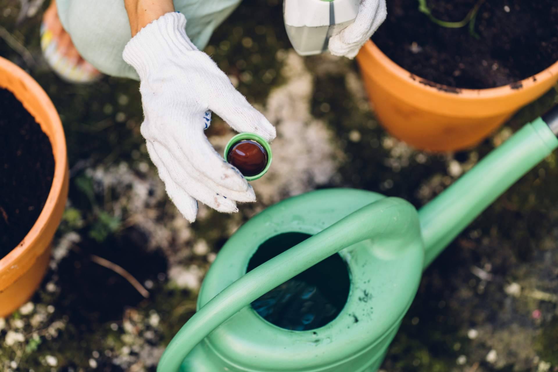 ¿Cuáles son los abonos para plantas más recomendables?