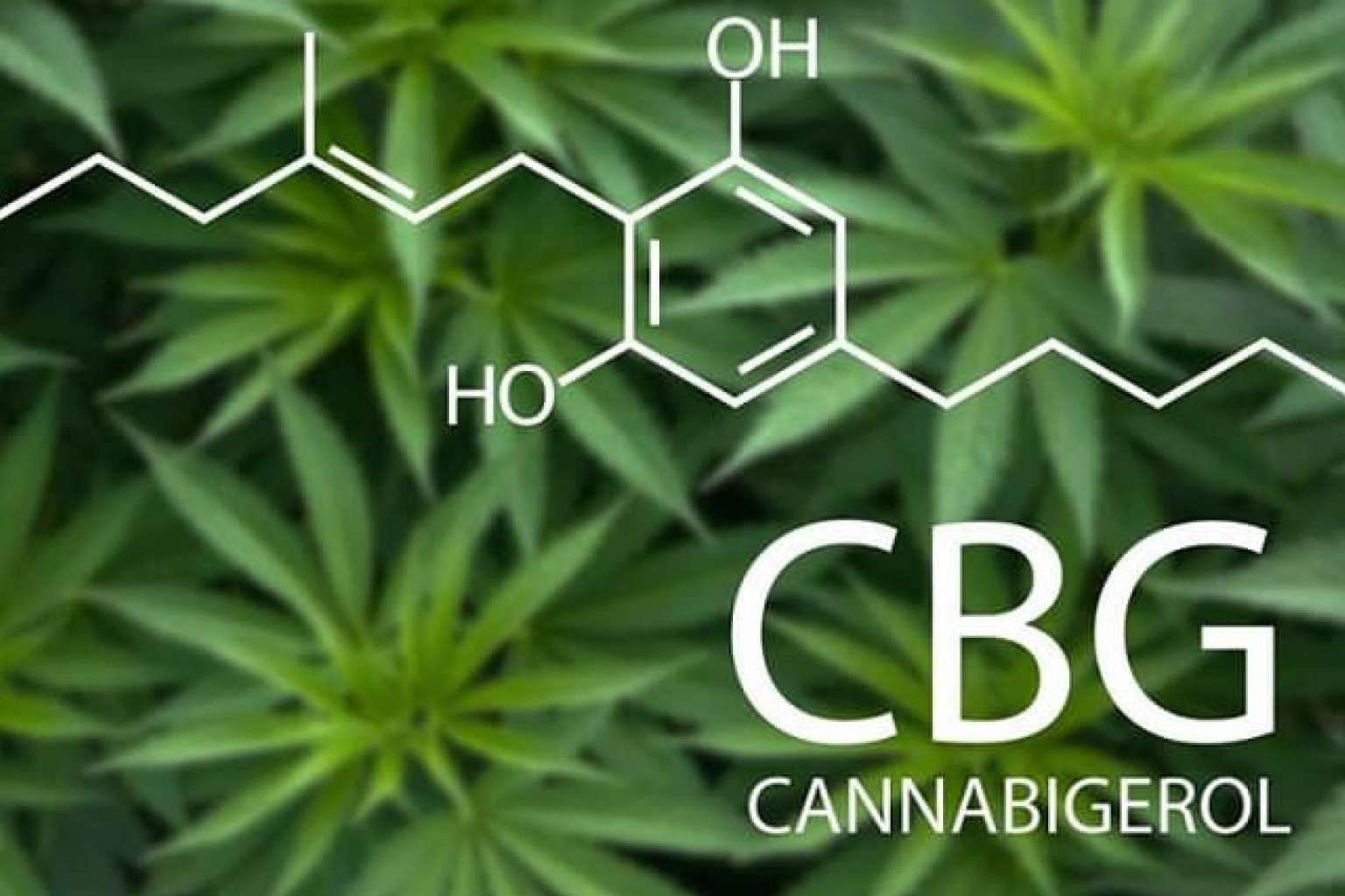 LabCBD expone las propiedades de los aceites de CBD con CBG