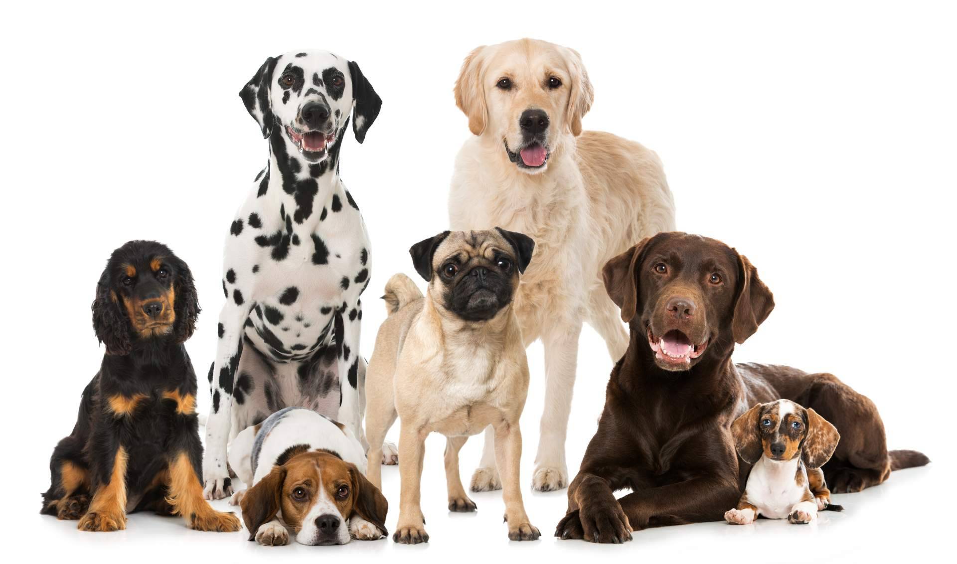 ¿Qué uso tiene el CBD para las mascotas?, por CBDrocks