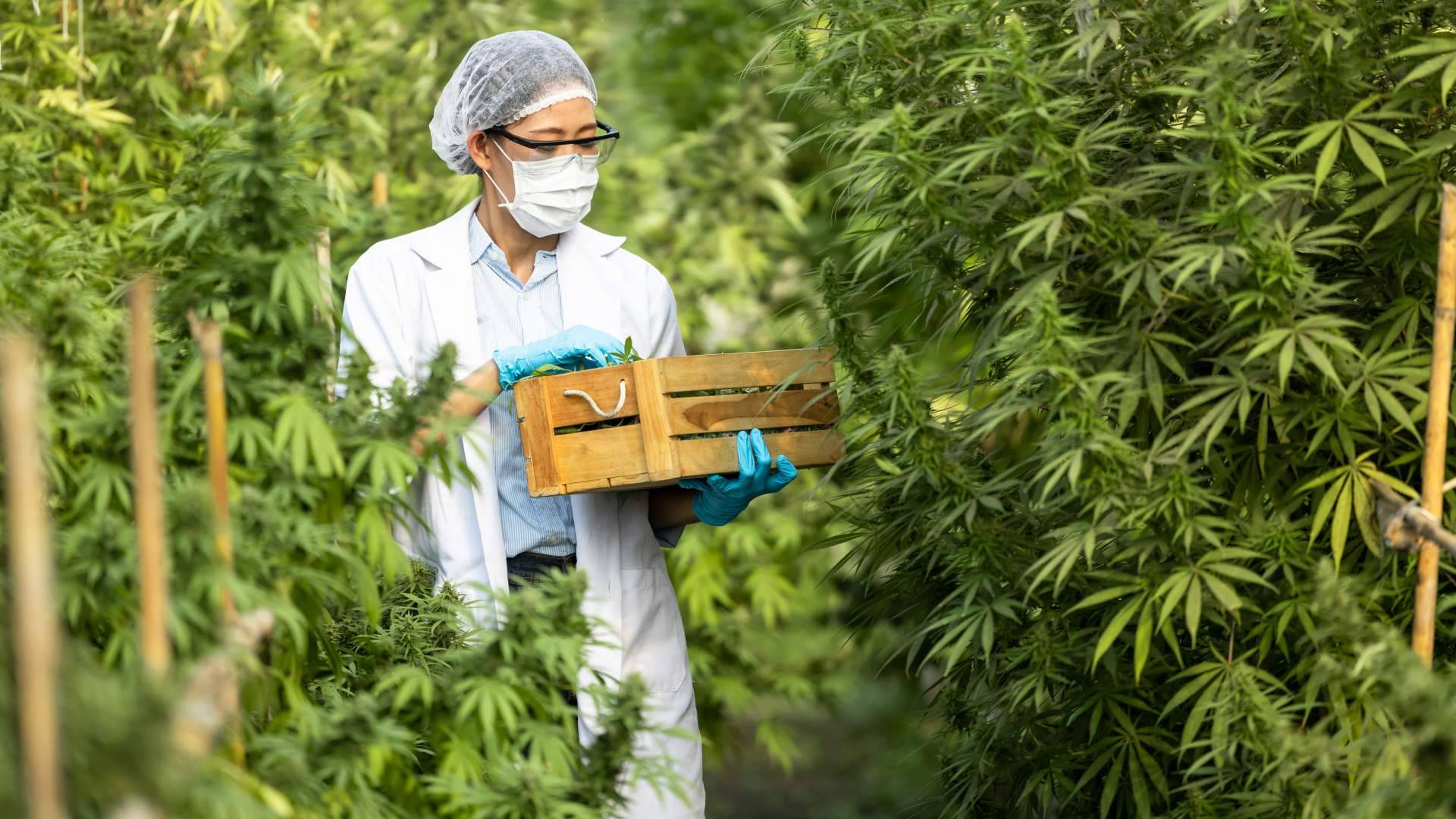 La nueva normativa del 0,3 % que se aplica a los productos de La Mal Querida Sativa