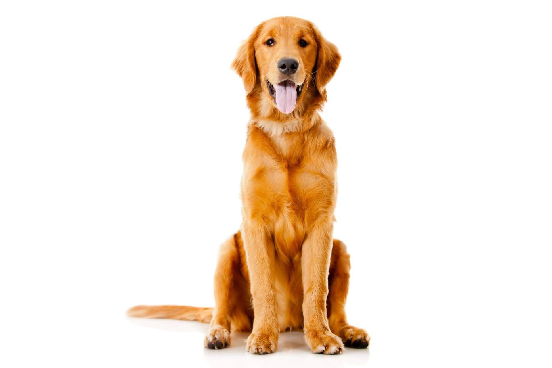 Los beneficios del aceite de CBD para perros, por CBDrocks