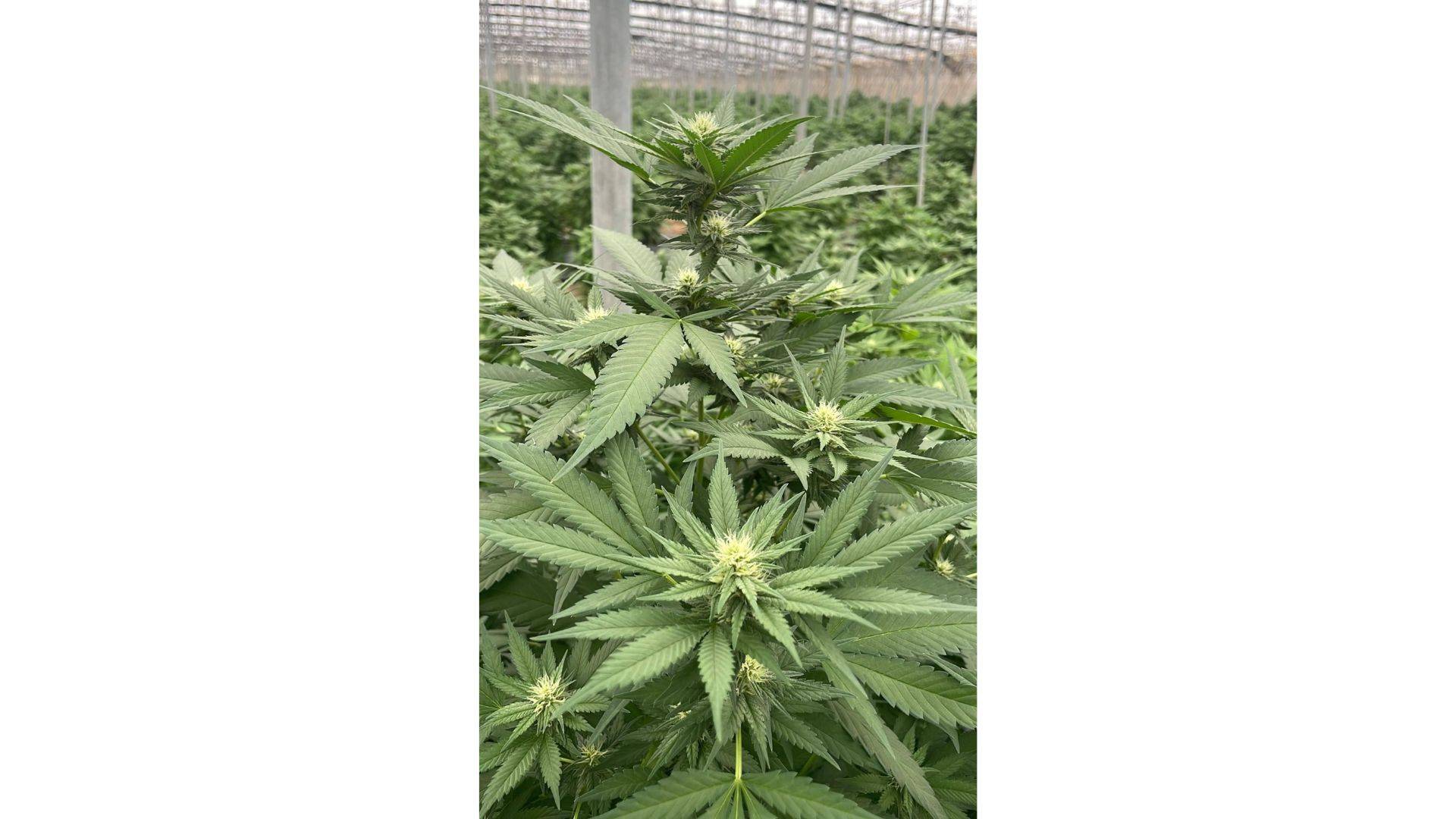 Iberian CBD sobre cómo cultivar cáñamo y obtener CBD de manera sostenible