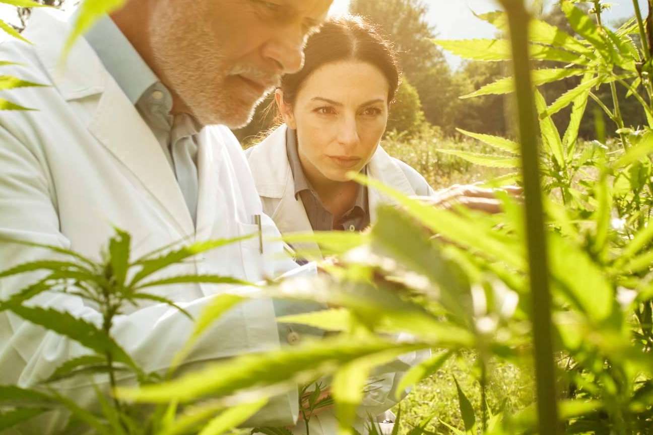 Venta de cultivo de CBD con Iberian CBD