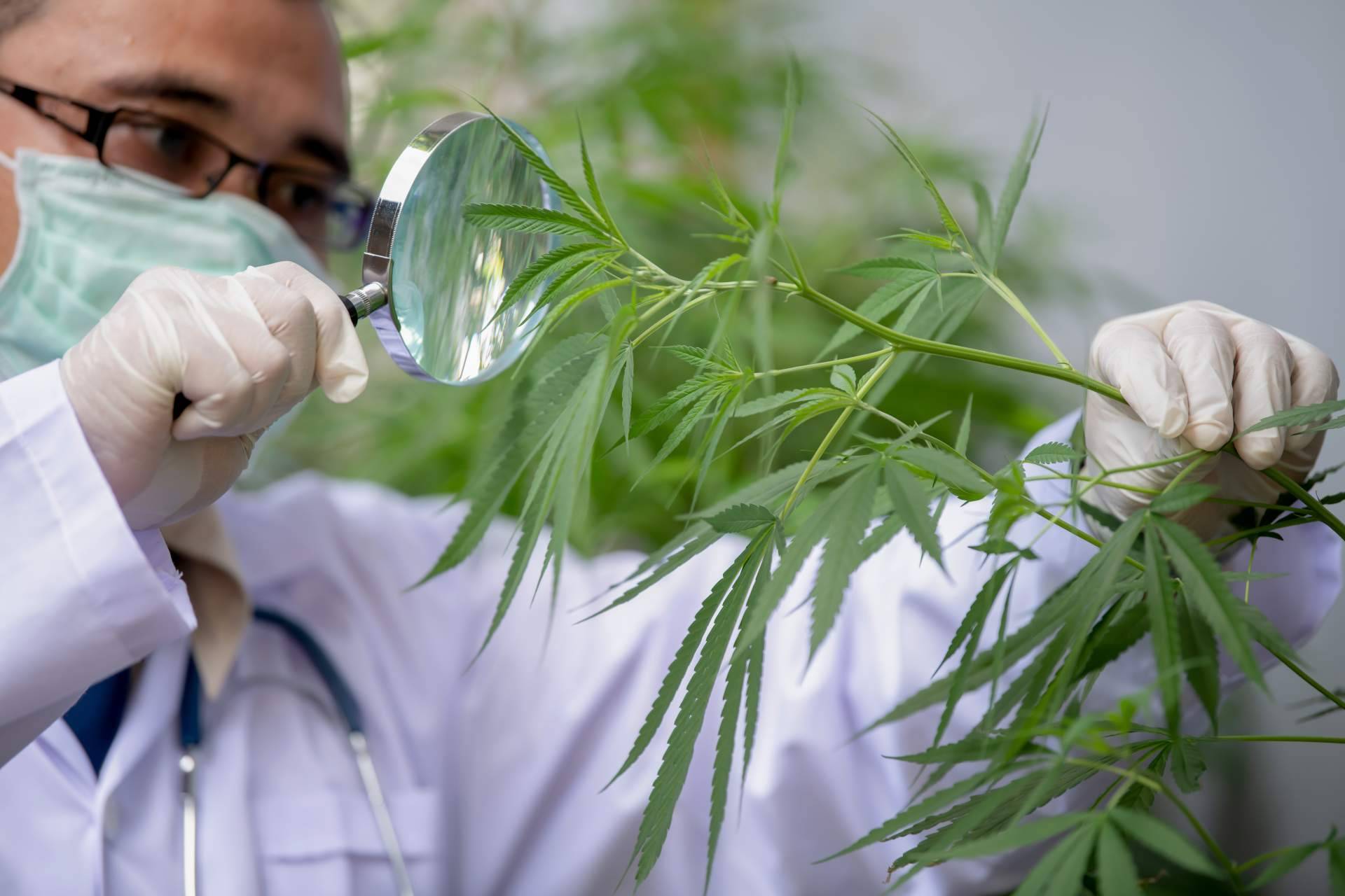 ¿Dónde encontrar CBD online para la concentración?, por CBDrocks
