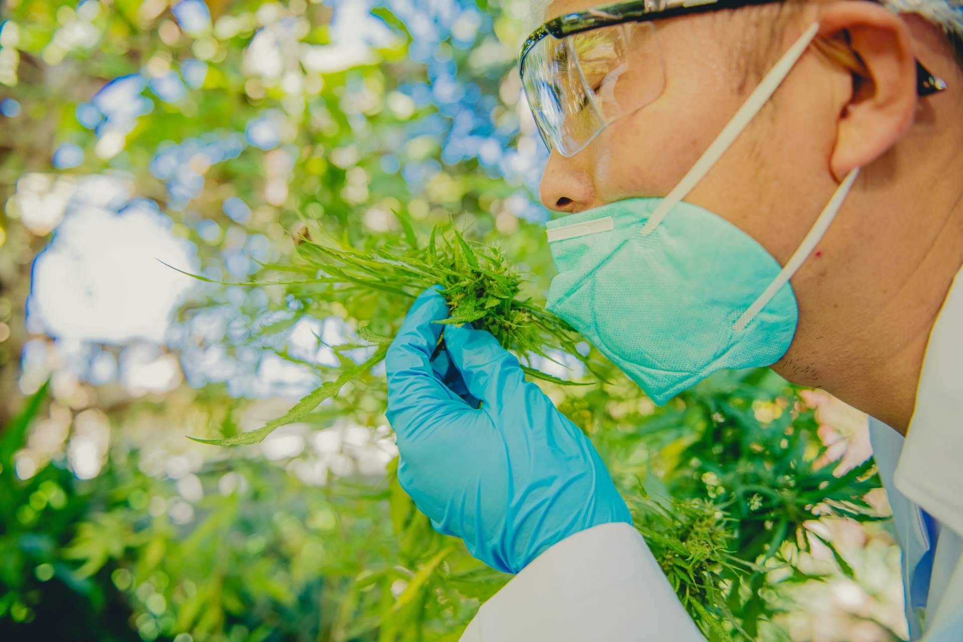 Greengos habla sobre el uso de productos de CBD para problemas de salud