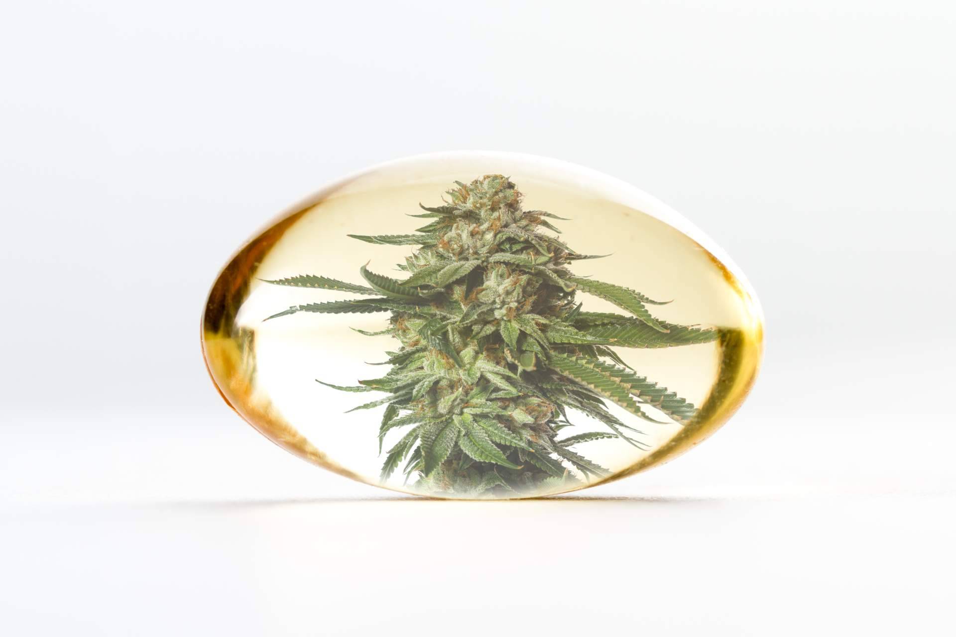 CBDrocks permite encontrar aceite de CBD de alta calidad