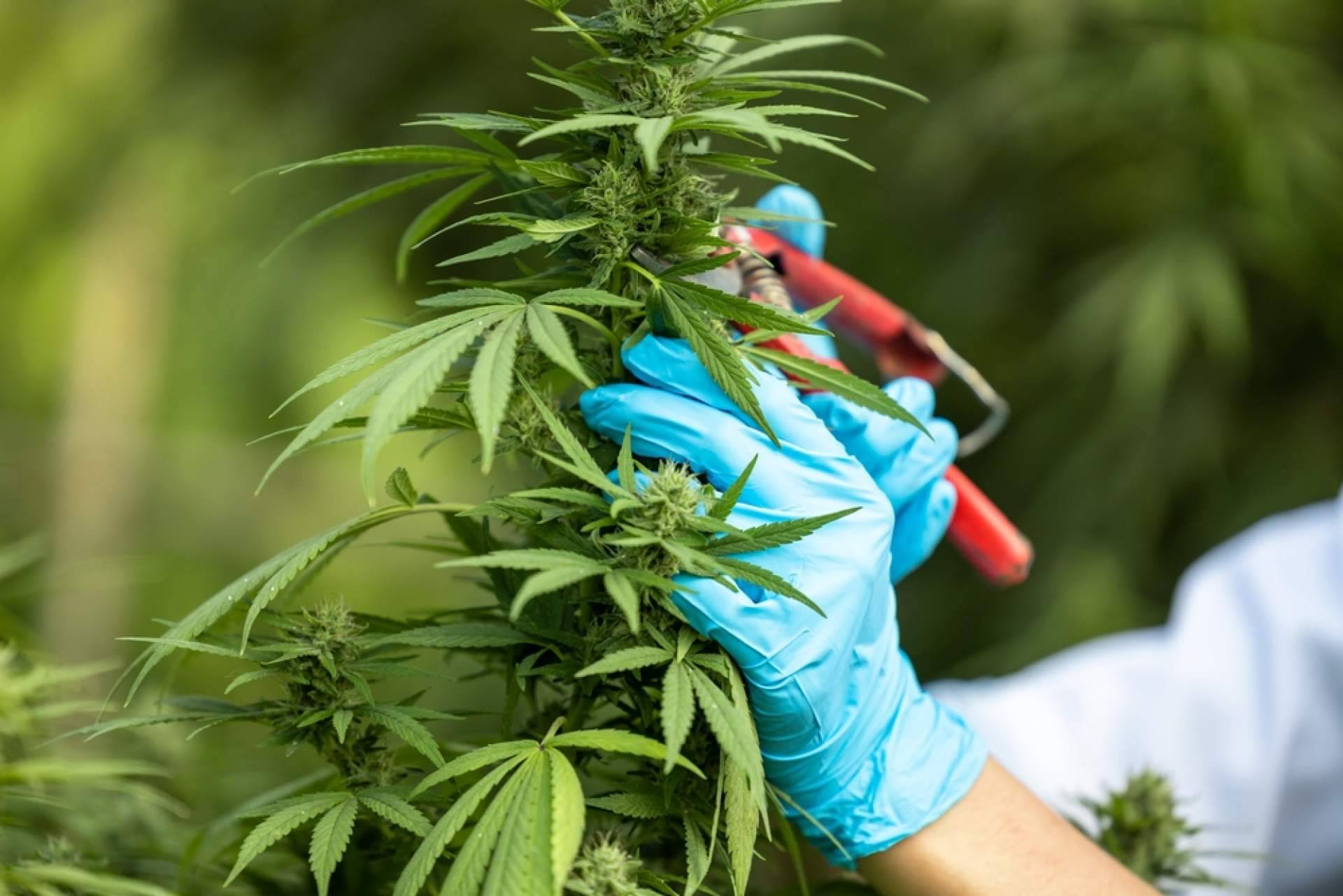 Iberian CBD, asesoramiento para empresas interesadas en los cultivos de cáñamo en España