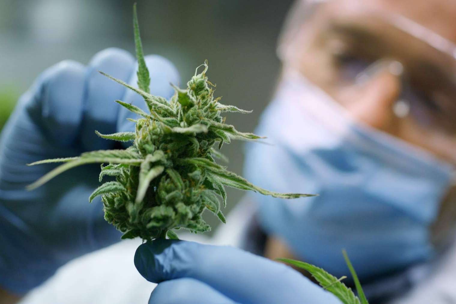 Una web educativa sobre el cannabis en Barcelona, Cannabisbarcelona.com