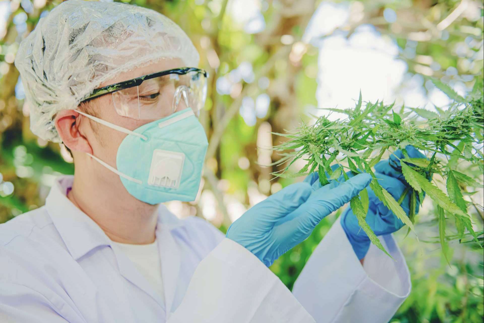 Los beneficios medicinales de la planta del cannabis
