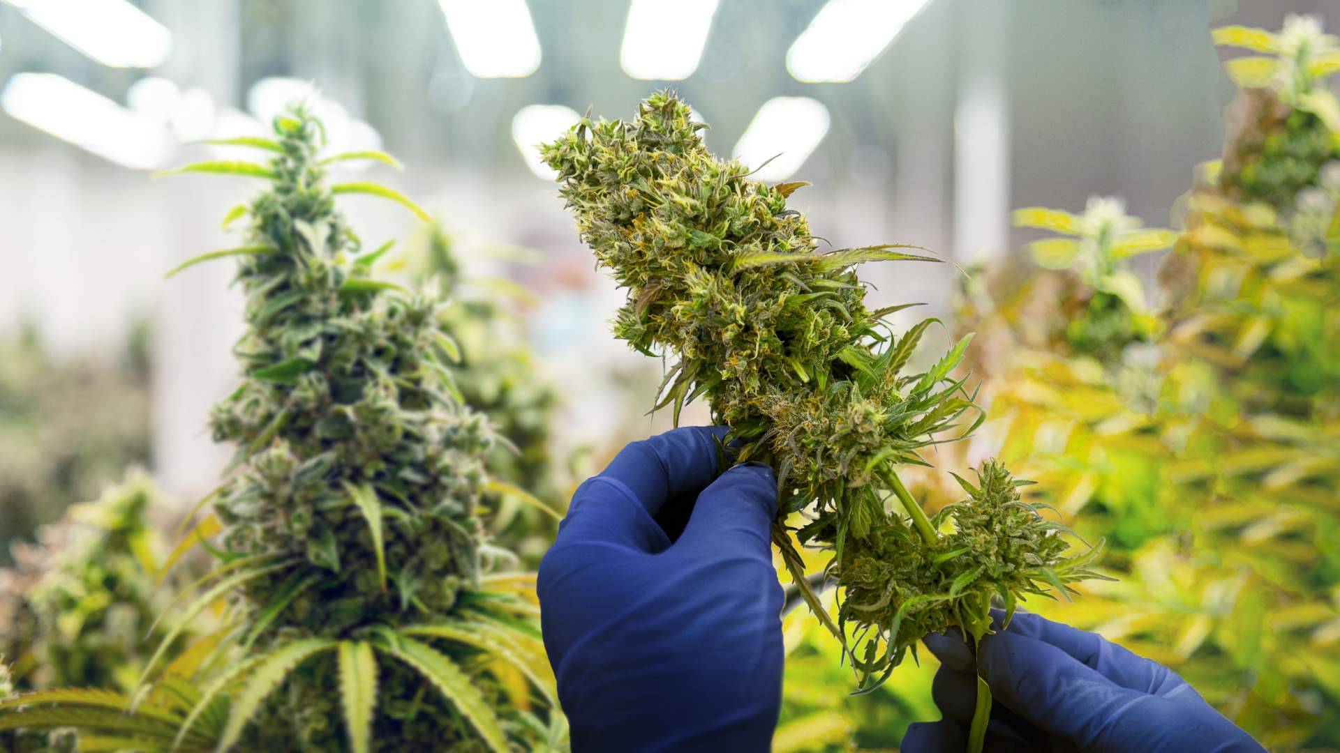 Cannabis Barcelona, el portal informativo sobre la comunidad del cannabis en la ciudad de Barcelona