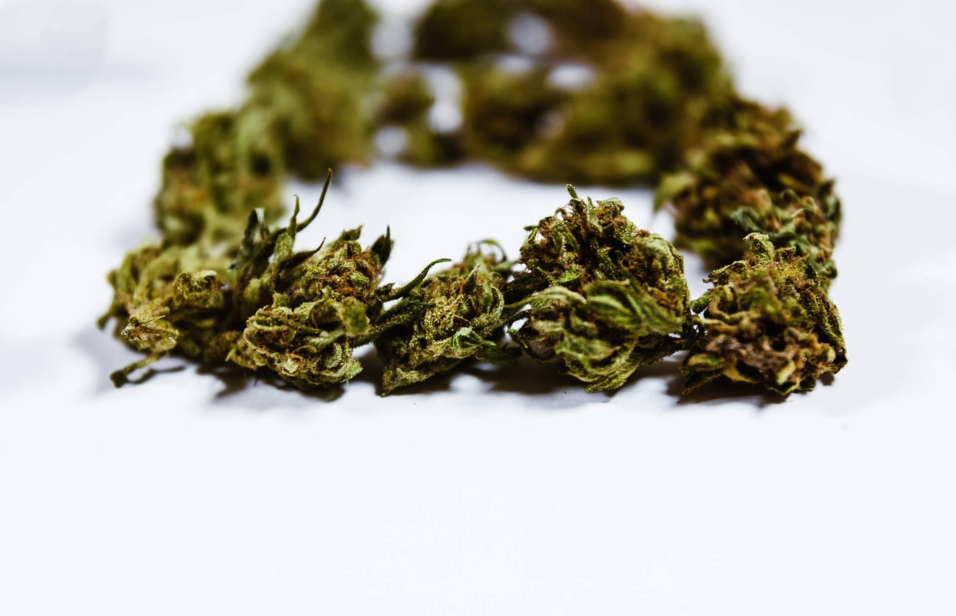 Las flores de CBD. La nueva forma de consumir cannabis sin principios psicotrópicos