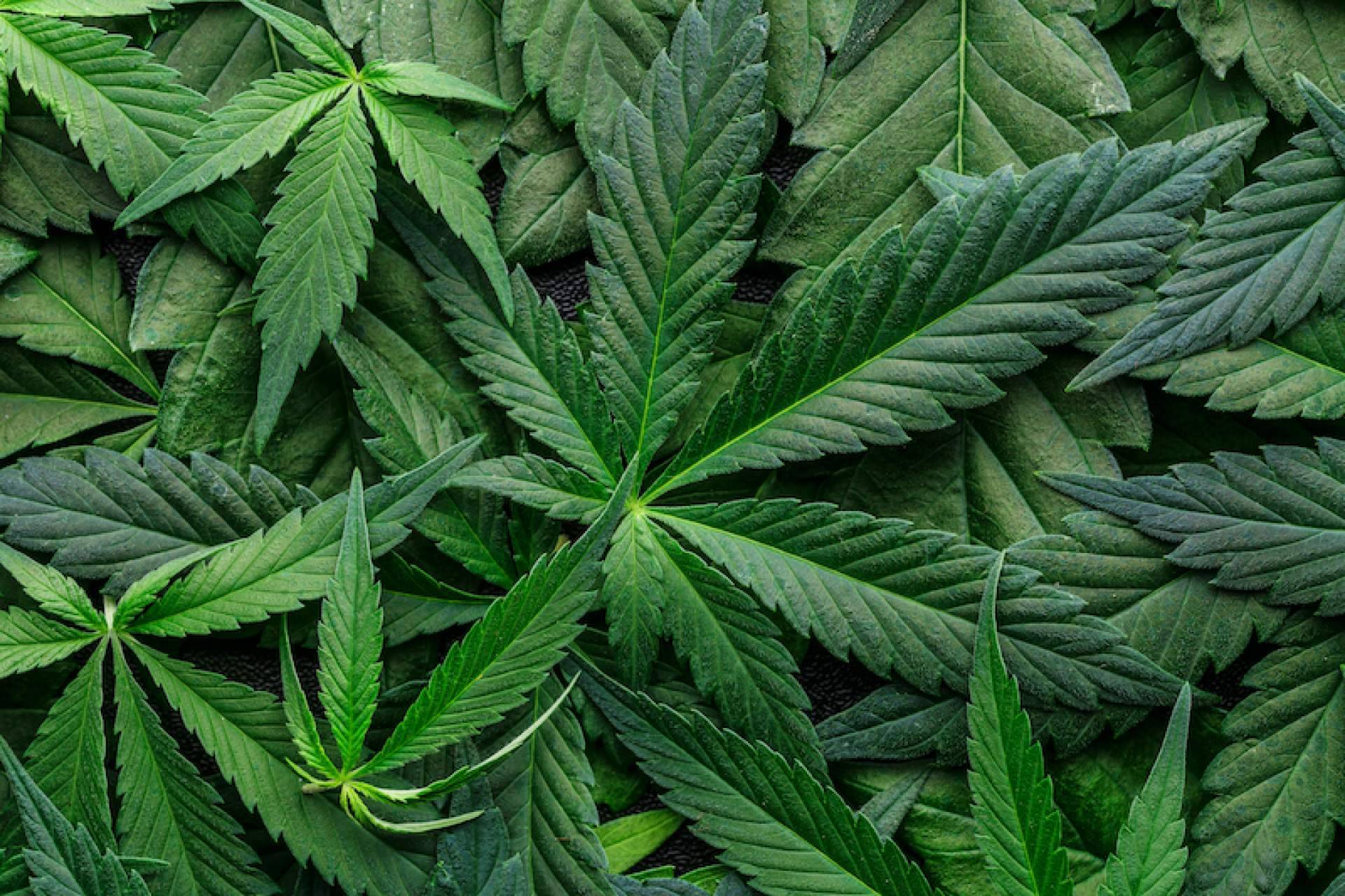 Bee Products, ¿Por qué comprar flores CBD?