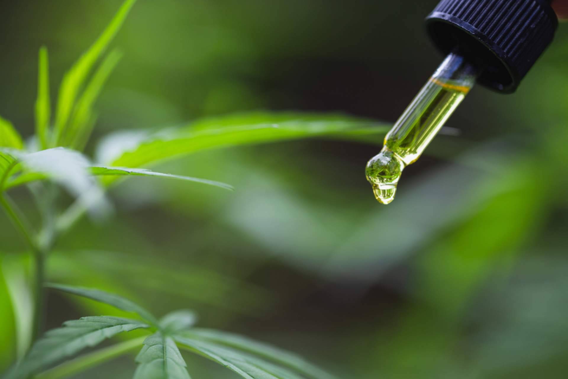 Los beneficios del CBD, por CBD Torrejón