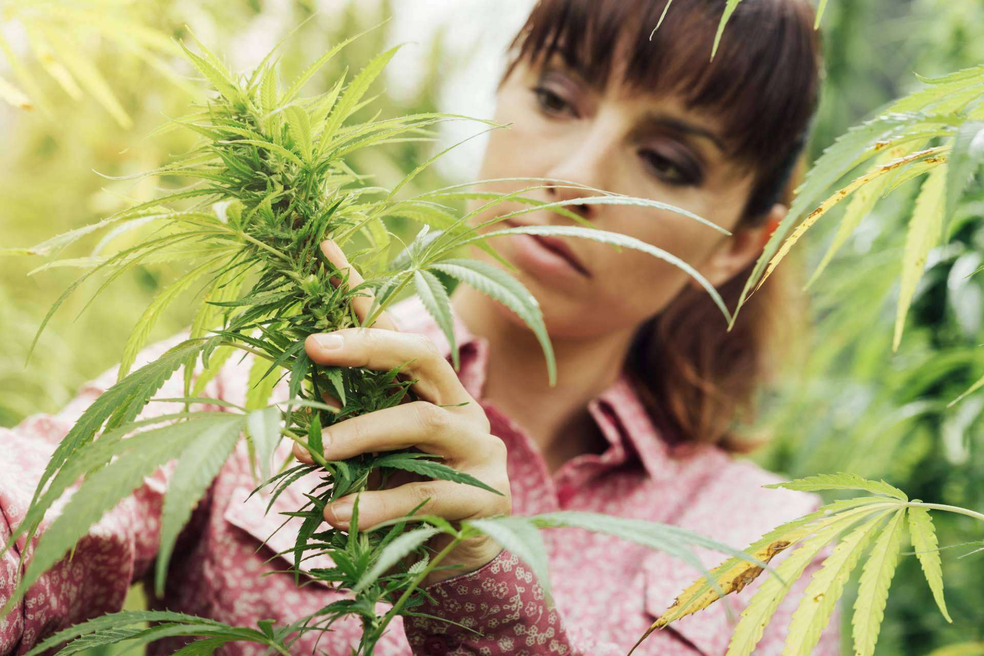 El floreciente sector de semillas de cannabis prevé superar los 6.500 millones de dólares en 2031