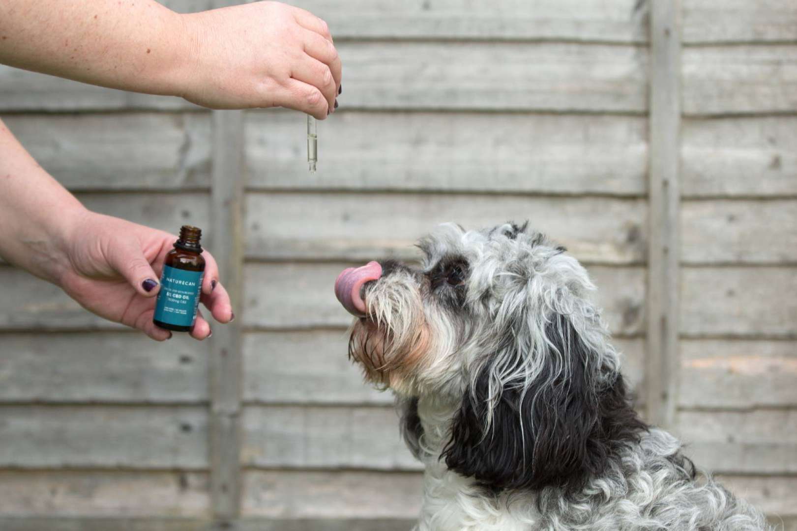 La solución natural para el dolor crónico y la ansiedad de una mascota; cómo el CBD puede ayudar a un perro