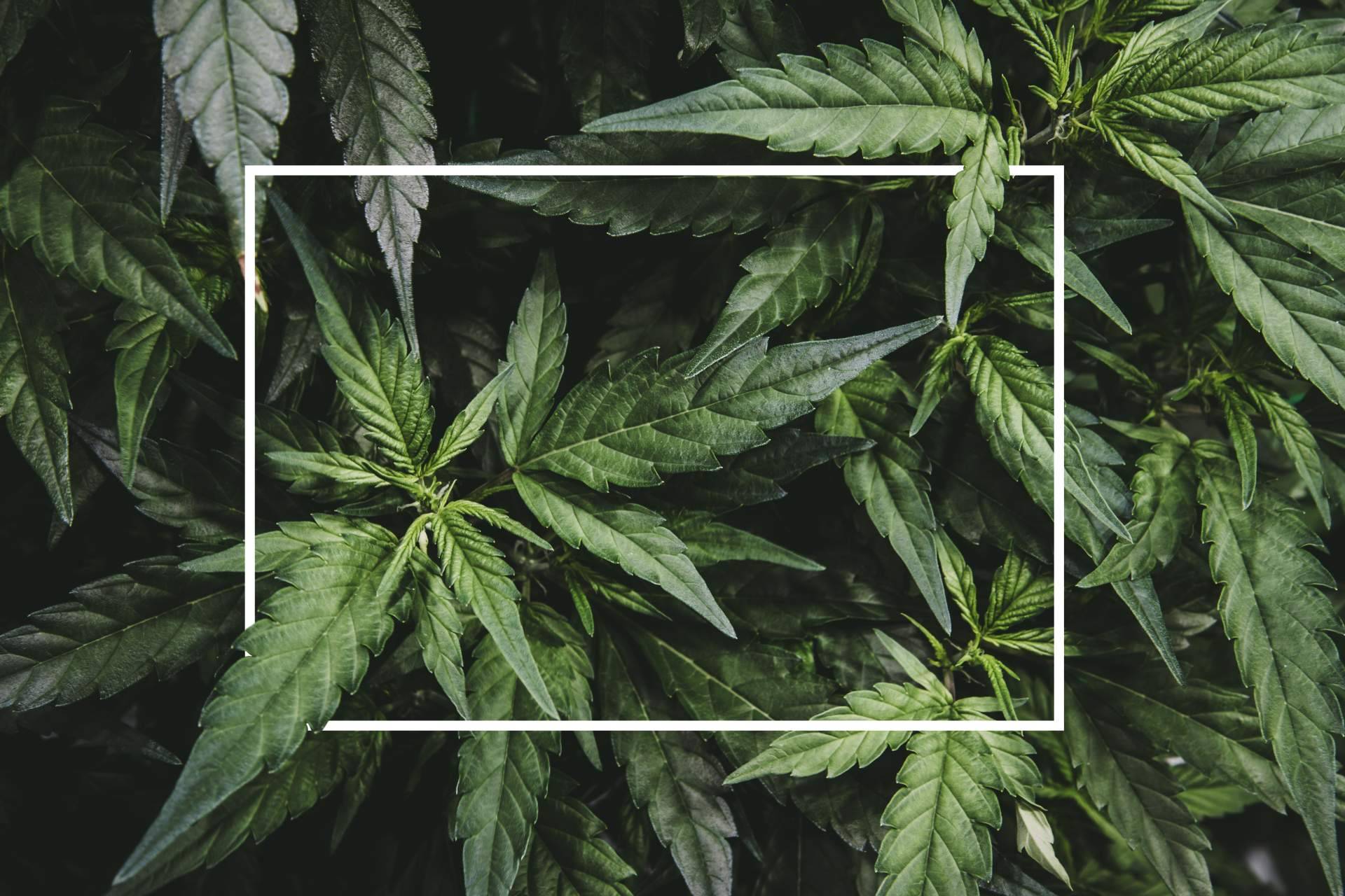 Extractos EUM se consolida como referente en calidad y cumplimiento normativo en la industria del CBD