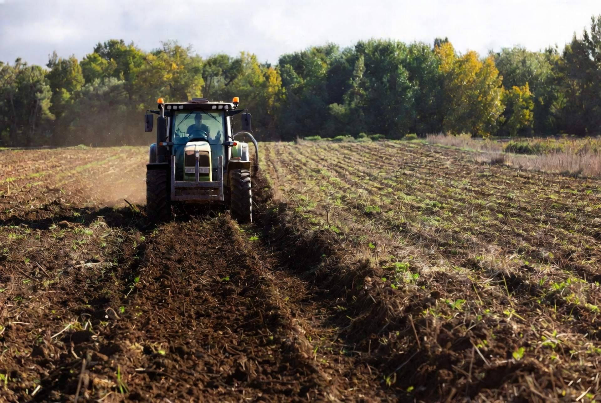 El cáñamo industrial; El cultivo sostenible que prepara el futuro agrícola