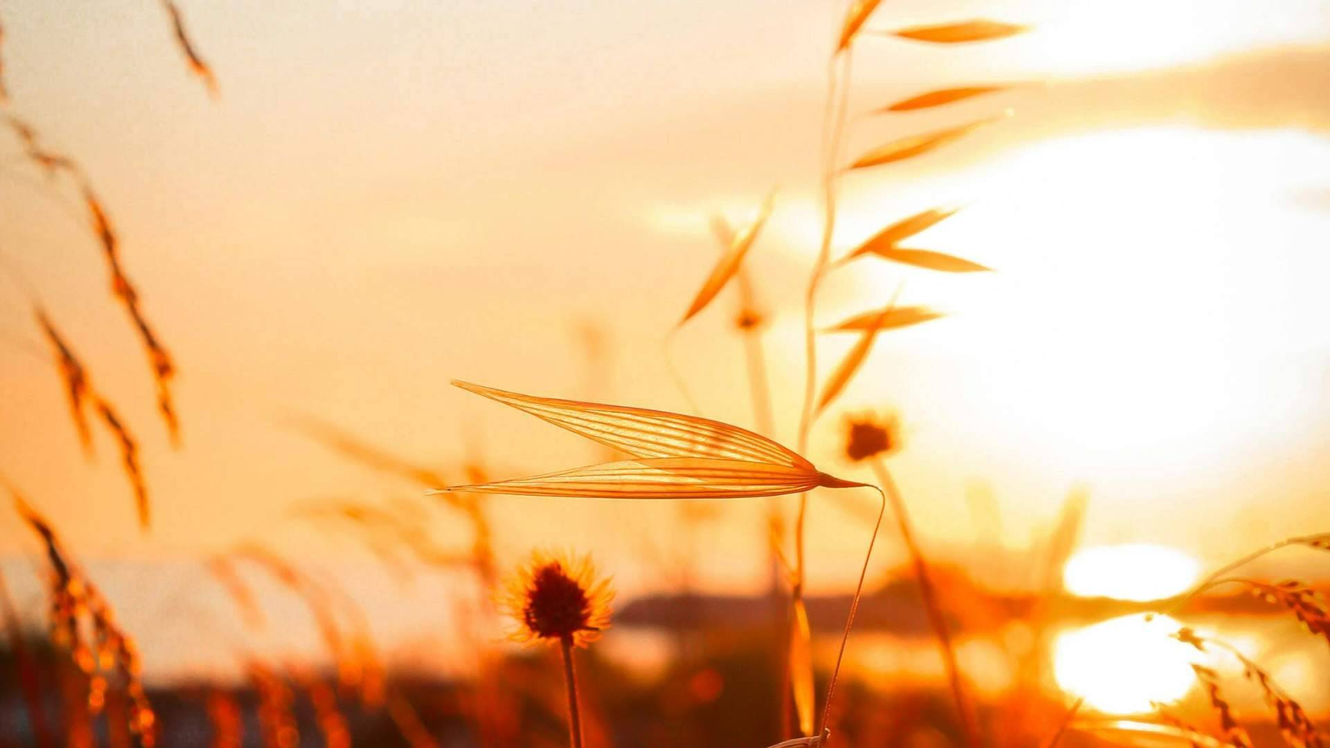 'Primaverano'; síntomas de alergia primaveral y calor del verano